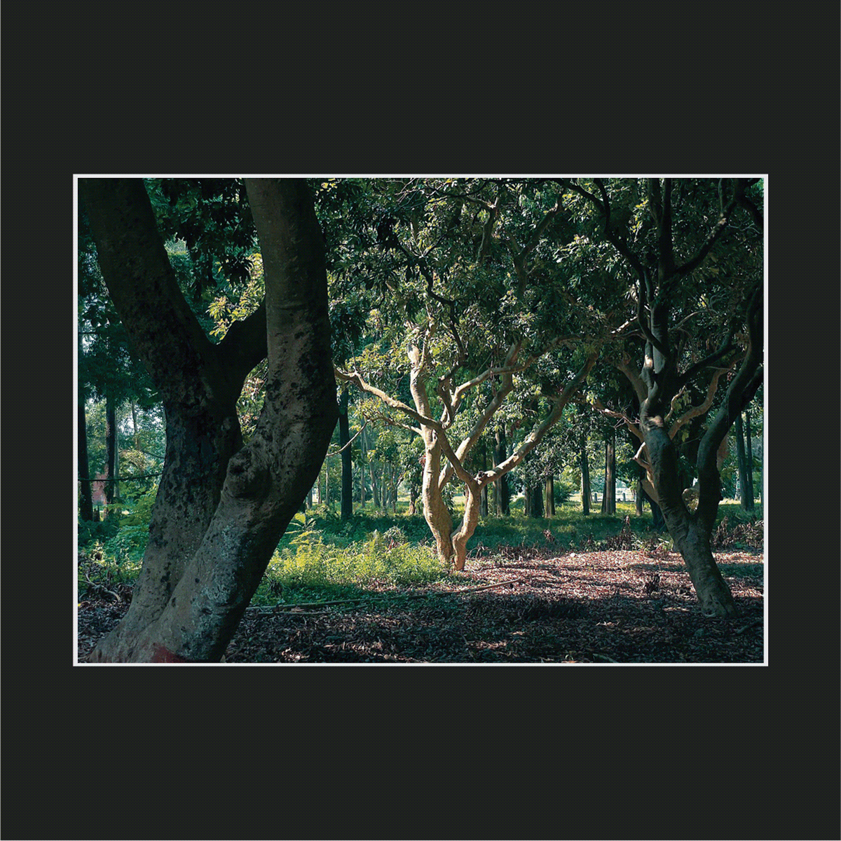 YATRU - Dehradoon and Mussorie